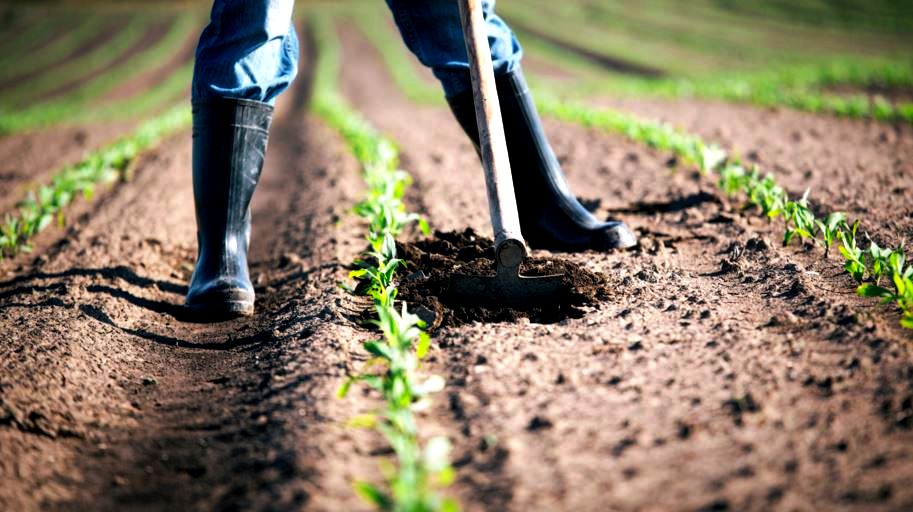 Pessoa com botas a trabalhar a terra entre linhas de plantas jovens num campo agrícola, ilustrando o contexto de prejuízos na agricultura referidos no artigo.
